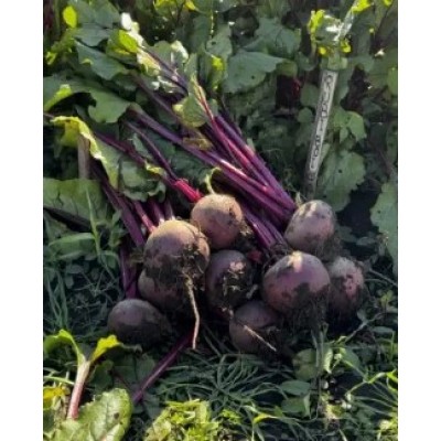 Рубі Бой F1 -  насіння столового буряка, 50 000нас., Libra Seeds